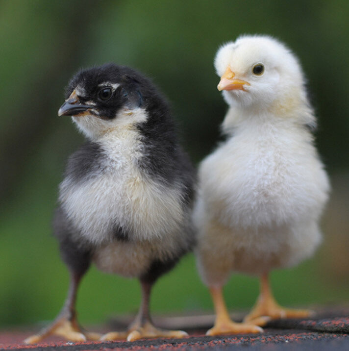 baby chicks